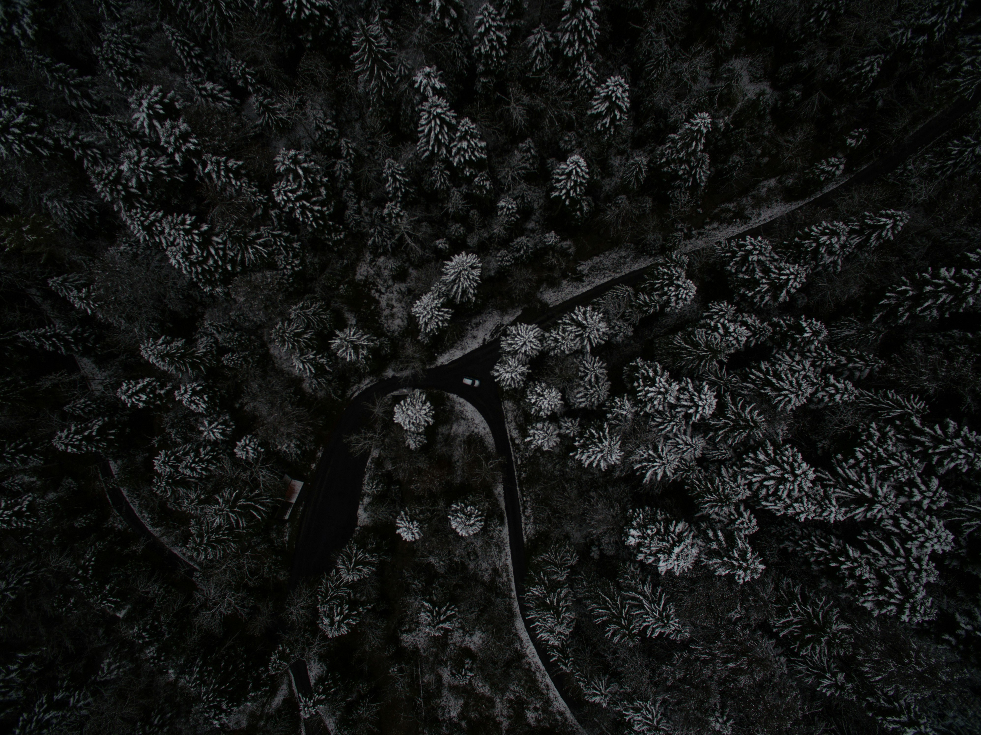 low angle photography of tree